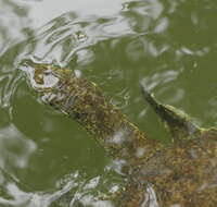 Image of Apalone spinifera pallida (Webb 1962)