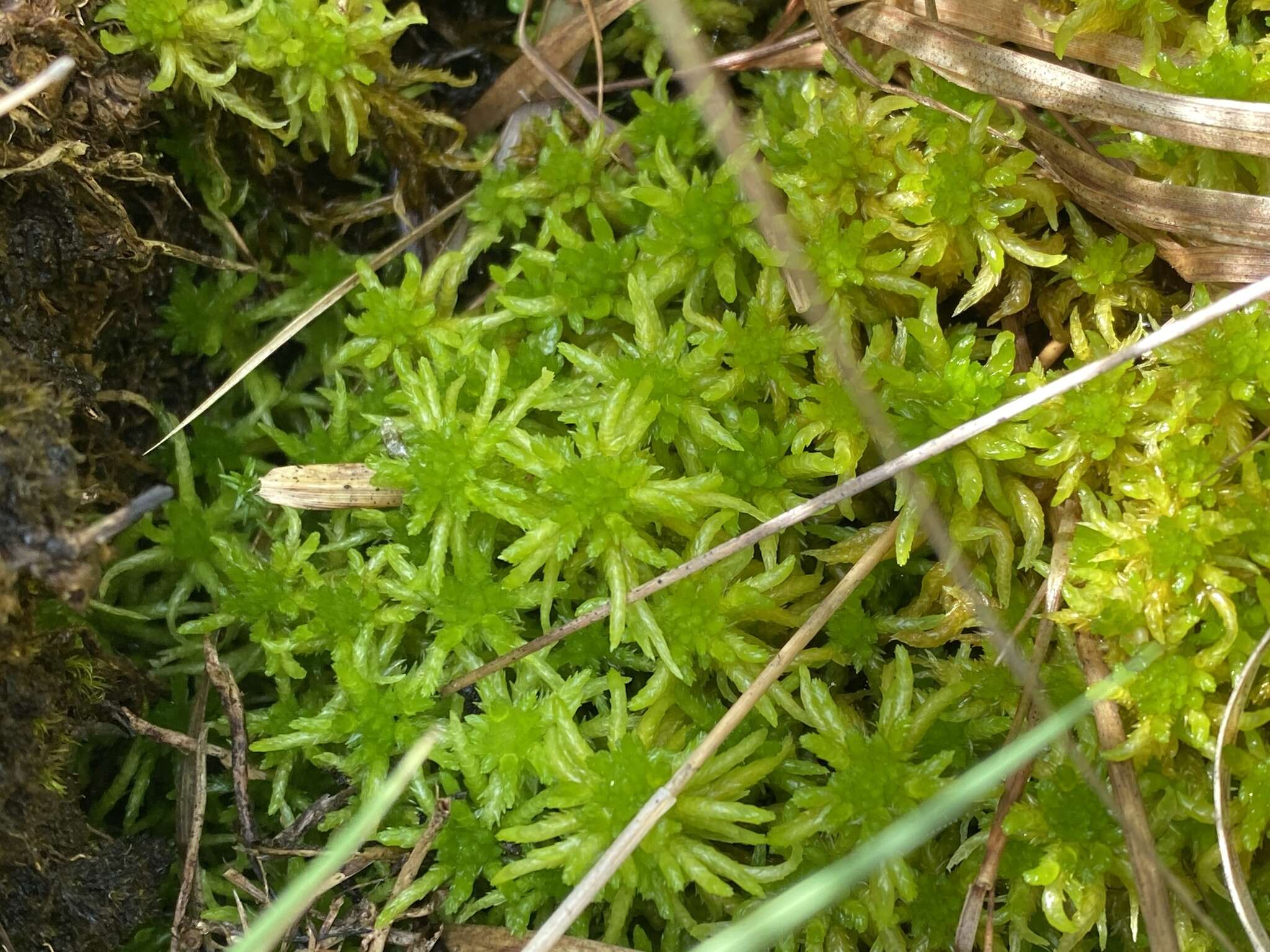 Sphagnum denticulatum Bridel 1826的圖片