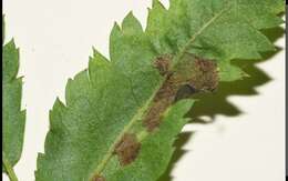 Image of Stigmella nylandriella (Tengström 1848) Beirne 1945