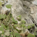 Image of Cymbalaria microcalyx subsp. acutiloba (Boiss. & Heldr.) W. Greuter