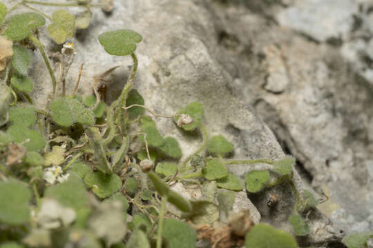 Image of Cymbalaria microcalyx subsp. acutiloba (Boiss. & Heldr.) W. Greuter