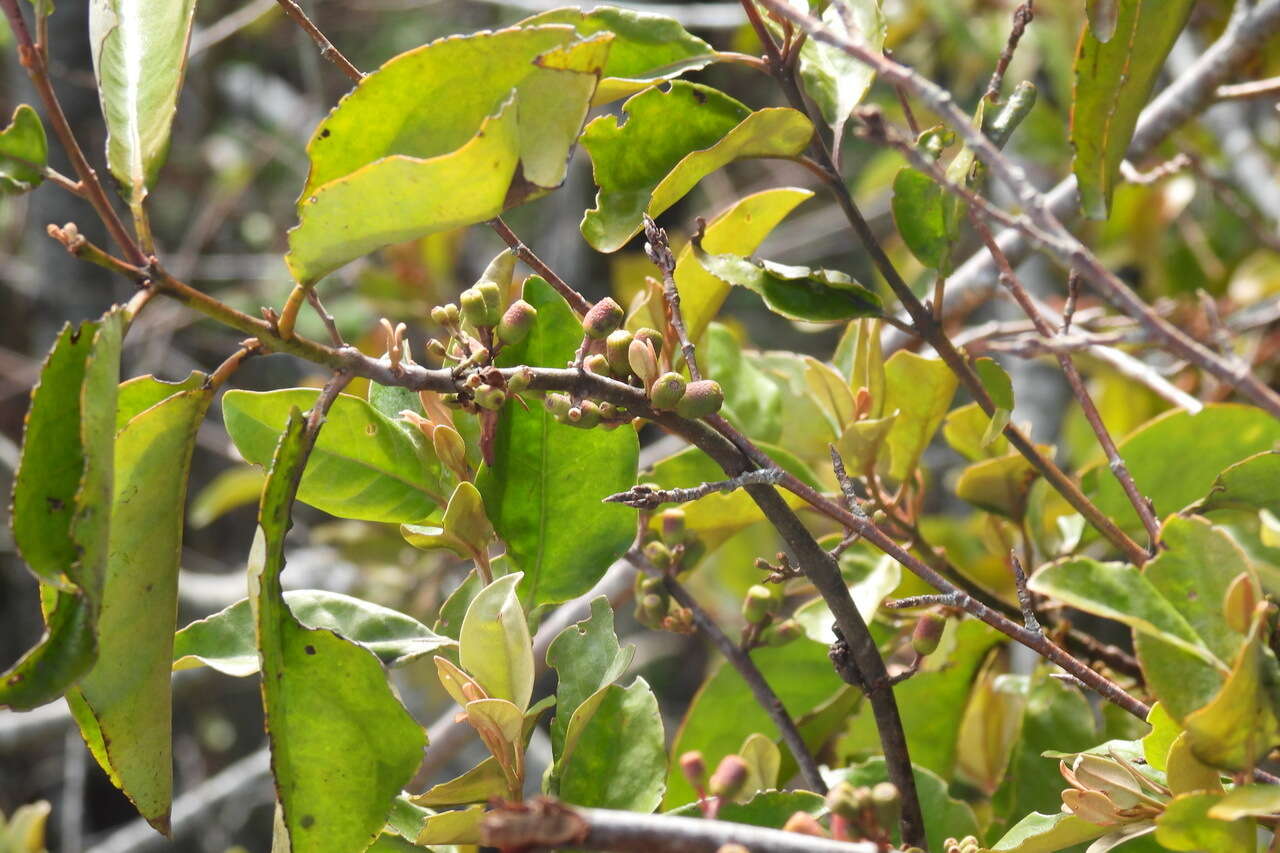 Image of Taxillus liquidambaricola (Hayata) Hosok.