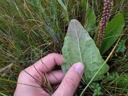 Plantago uliginosa F. W. Schmidt resmi