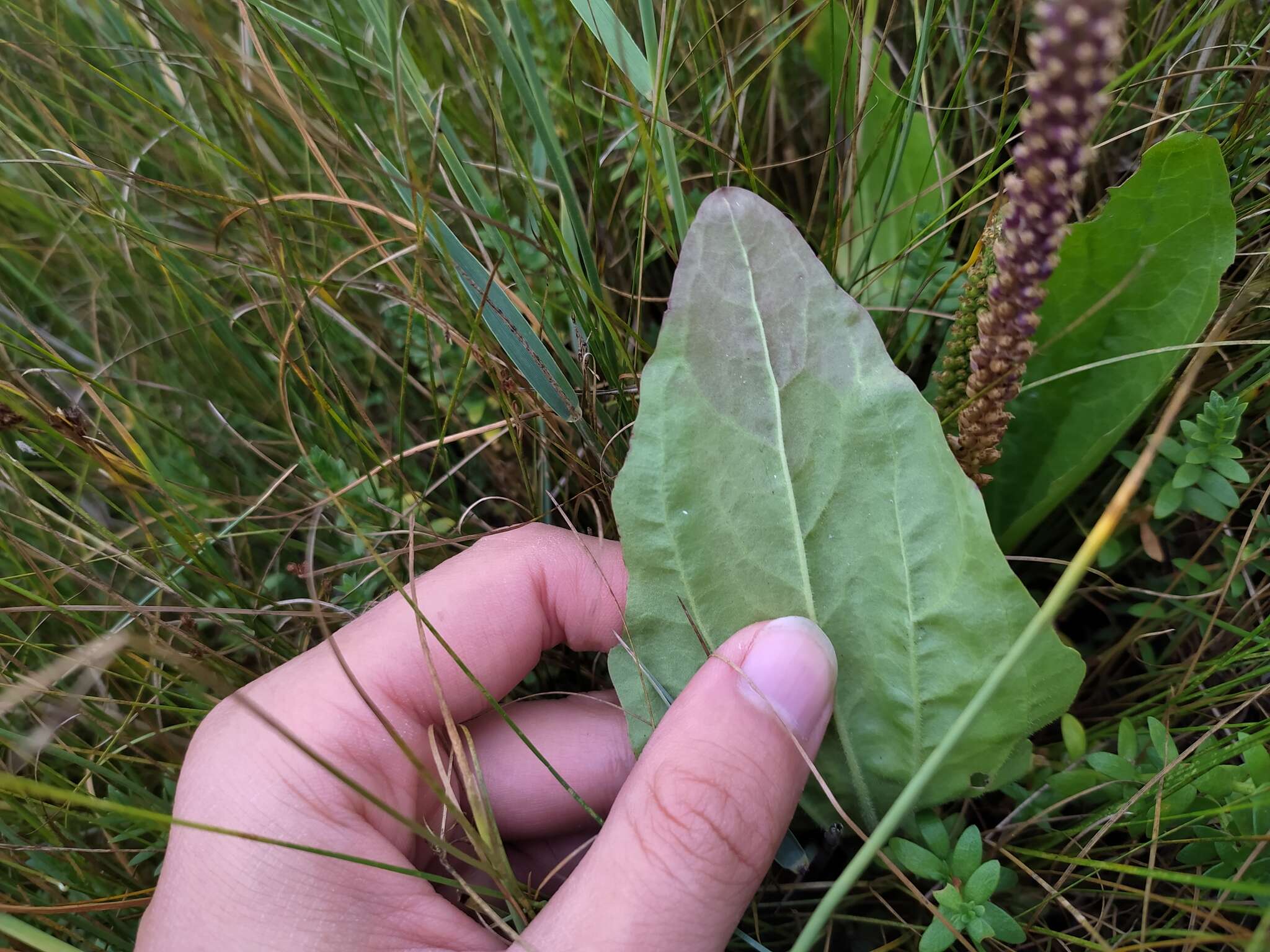 Image of Plantago uliginosa F. W. Schmidt