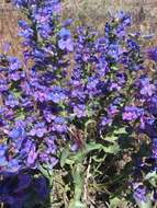 Image de Penstemon acuminatus Dougl.