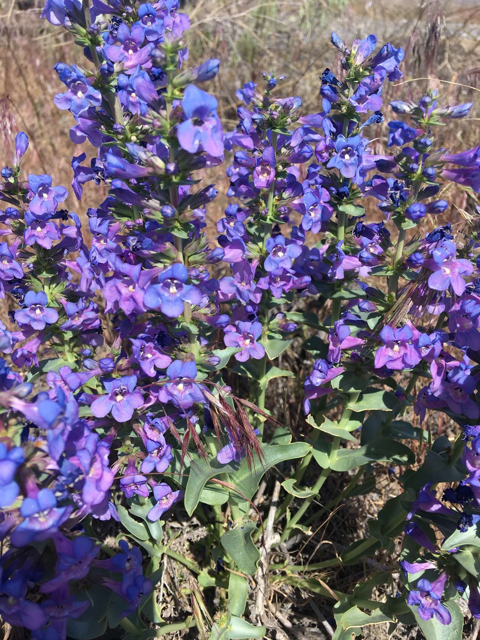 Penstemon acuminatus Dougl.的圖片