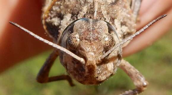 Image of Saussure's Grasshopper