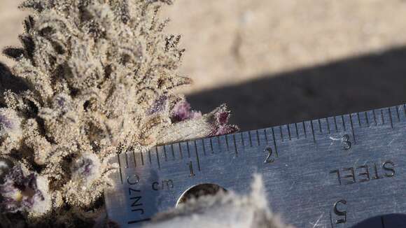 Image of desert broomrape