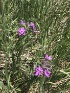 Sivun Phlox pilosa subsp. fulgida (Wherry) Wherry kuva