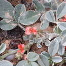 Image of Indigofera arabica Jaub. & Spach