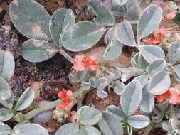 Image de Indigofera arabica Jaub. & Spach