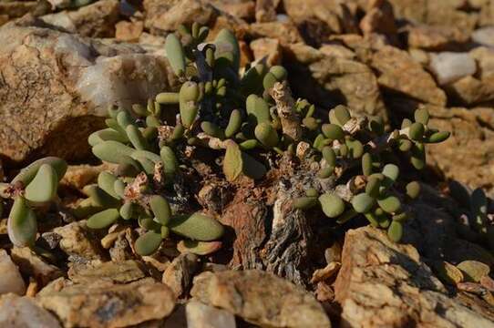 Plancia ëd Portulacaria pygmaea Pillans