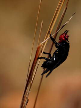 Image of Bromophila