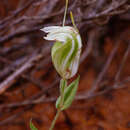 Image of Pterostylis dilatata A. S. George