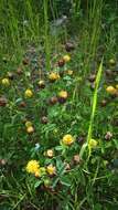 Image of brown clover