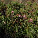 Image of Polyachyrus fuscus (Meyen) Walp.