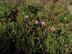 Image de Polyachyrus fuscus (Meyen) Walp.