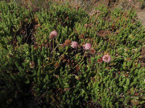 Image of Polyachyrus fuscus (Meyen) Walp.