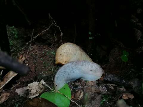 Image of Eastern Capeslug