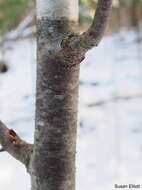 Image of Black birch