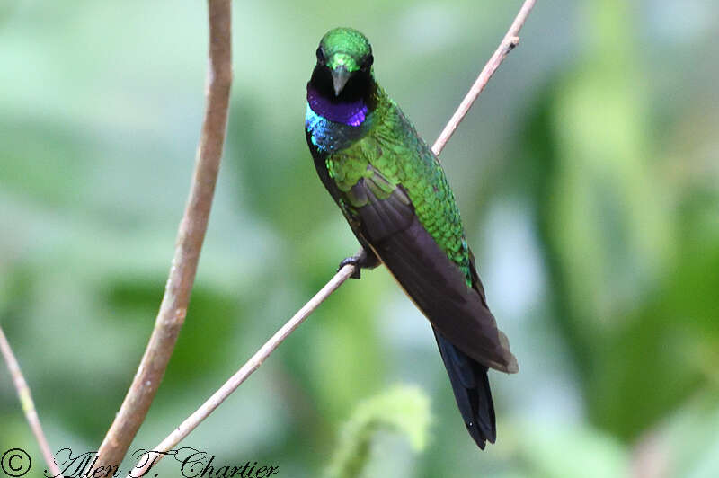 Image of Black-throated Brilliant