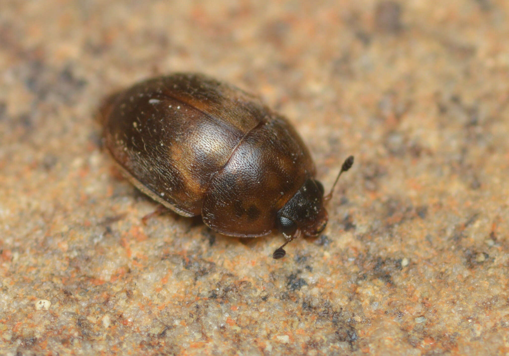 Image of Amphicrossus ciliatus (Olivier 1811)