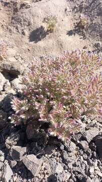 Image of Malesherbia humilis Poepp.