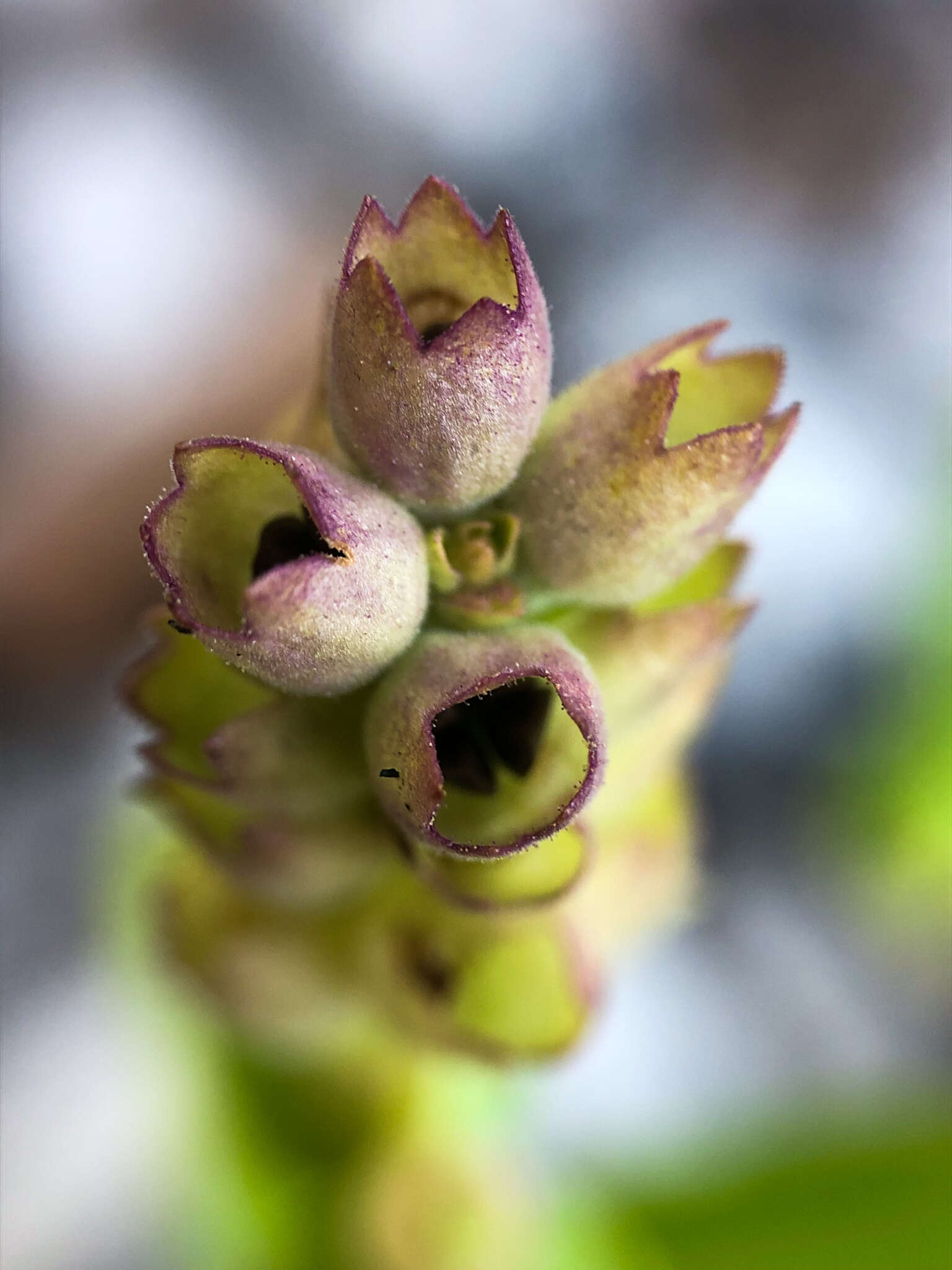 Image of Western False Dragonhead