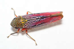 Image of Graphocephala punctulata (Signoret 1853)