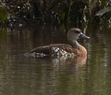 Image of Spotted Whistling Duck