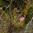 Image of Erepsia bracteata (Ait.) Schwant.