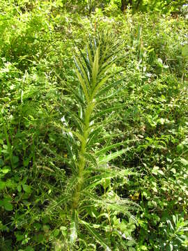 Image of Ptilostemon casabonae (L.) Greuter