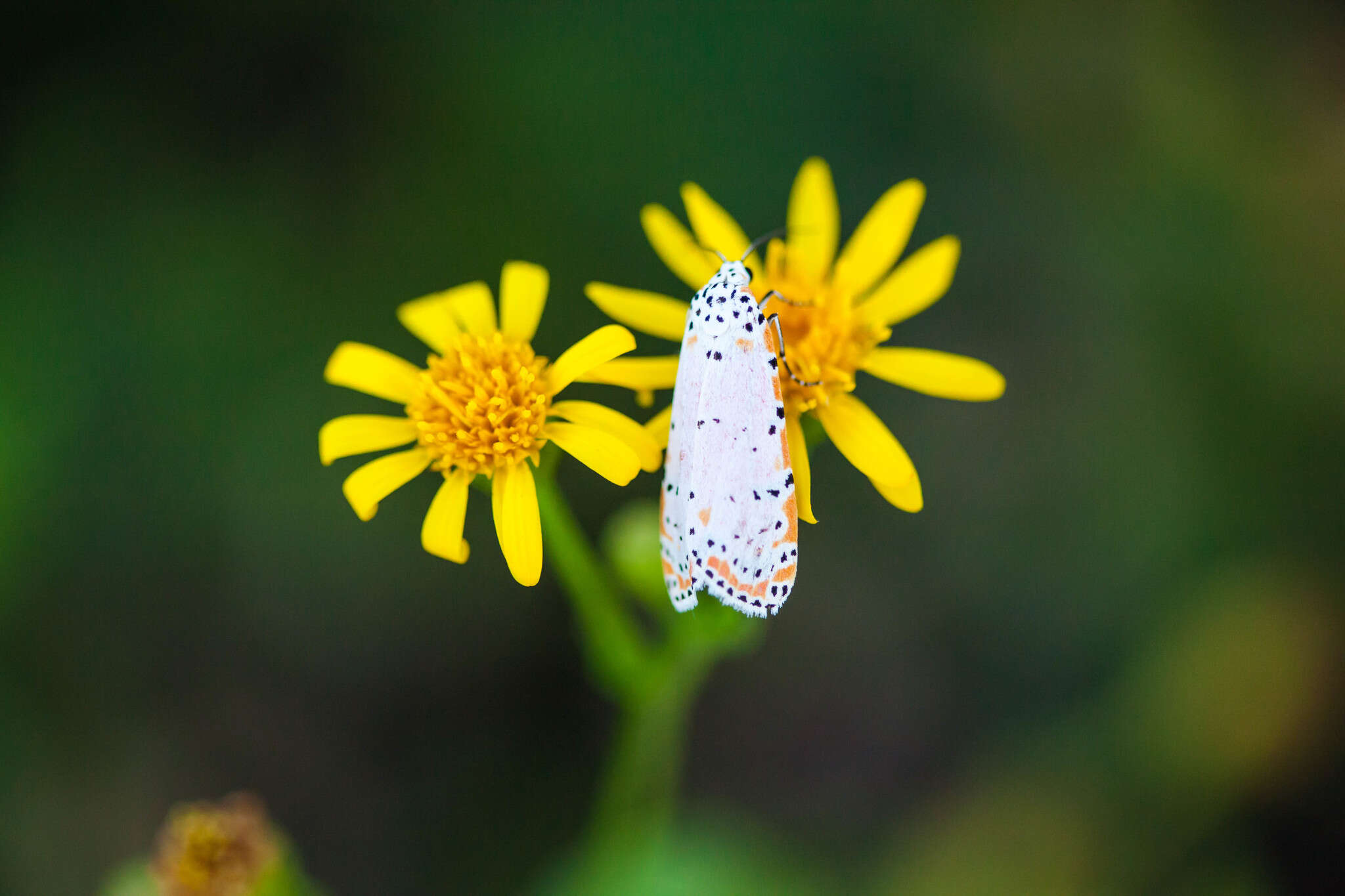 Sivun Utetheisa ornatrix Linnaeus 1758 kuva