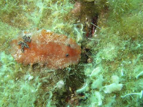 Image of redbrown leathery doris