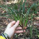 Image of Dianella caerulea var. assera R. J. F. Hend.