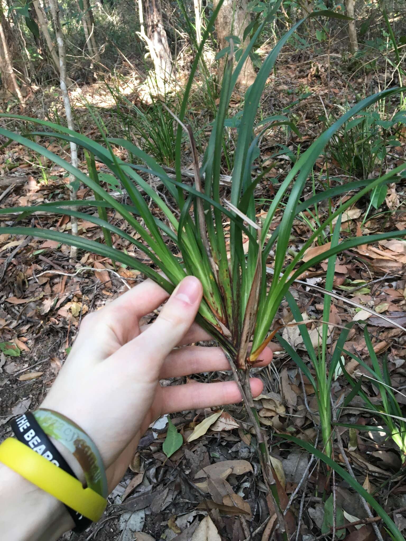 Image of Dianella caerulea var. assera R. J. F. Hend.