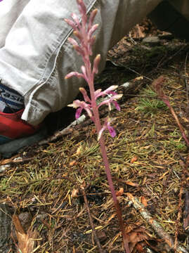 Image of Pacific coralroot