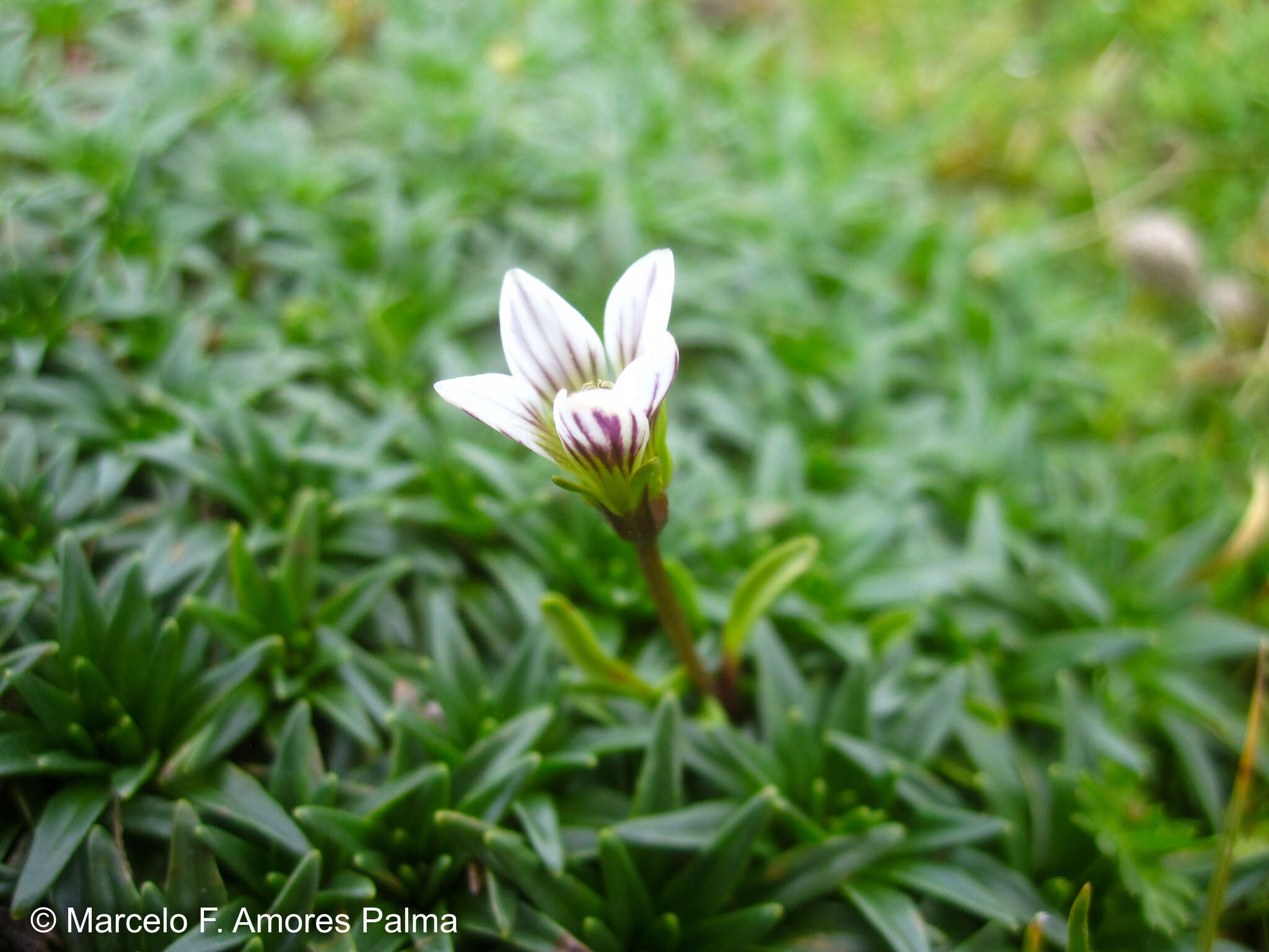 Image de Gentianella limoselloides (Kunth) Fabris