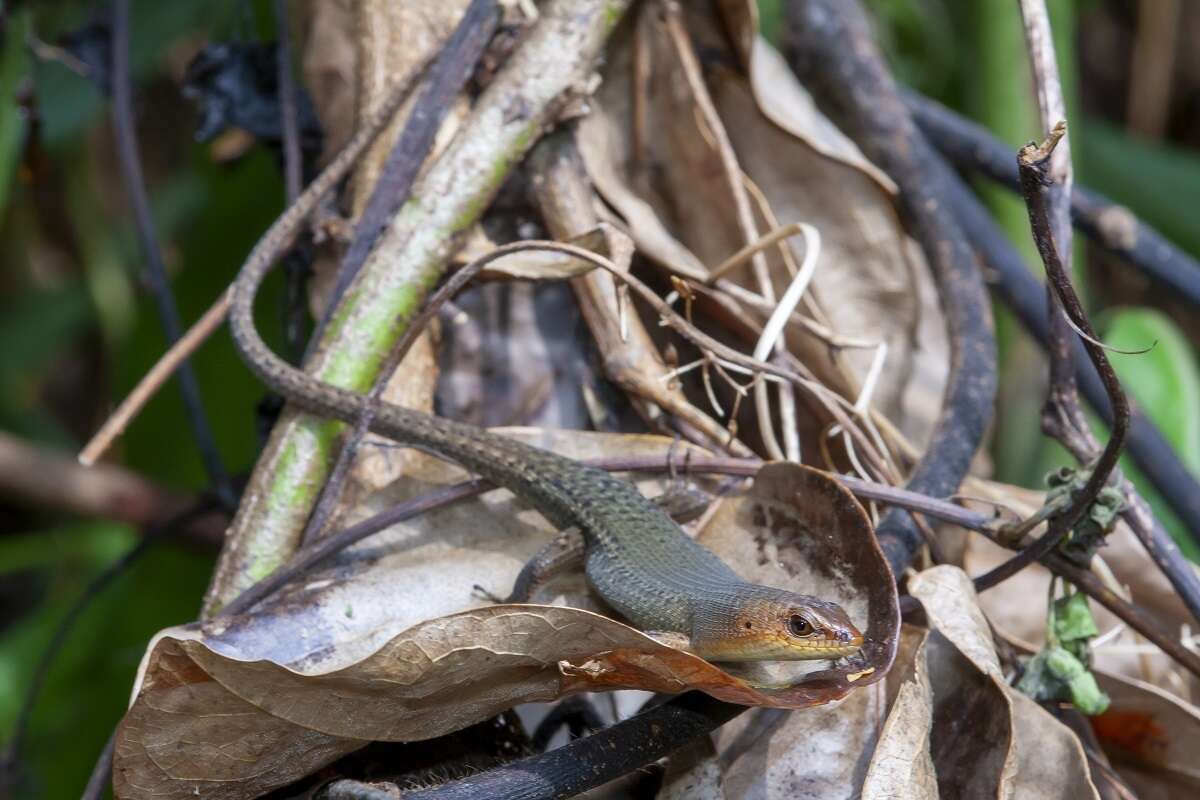 Imagem de Eutropis rugifera (Stoliczka 1870)