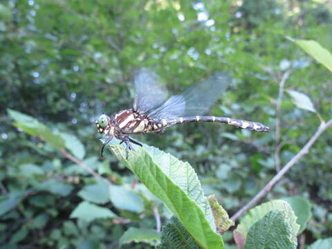 Image of Zebra Clubtail