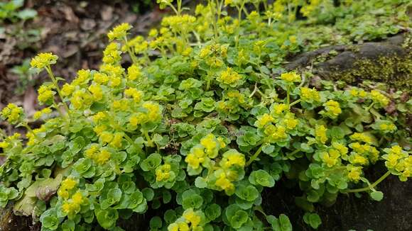 Plancia ëd Chrysosplenium oppositifolium L.