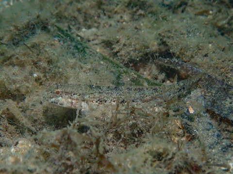 Image of Couch's Goby