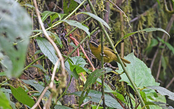 Image of Black-capped Hemispingus