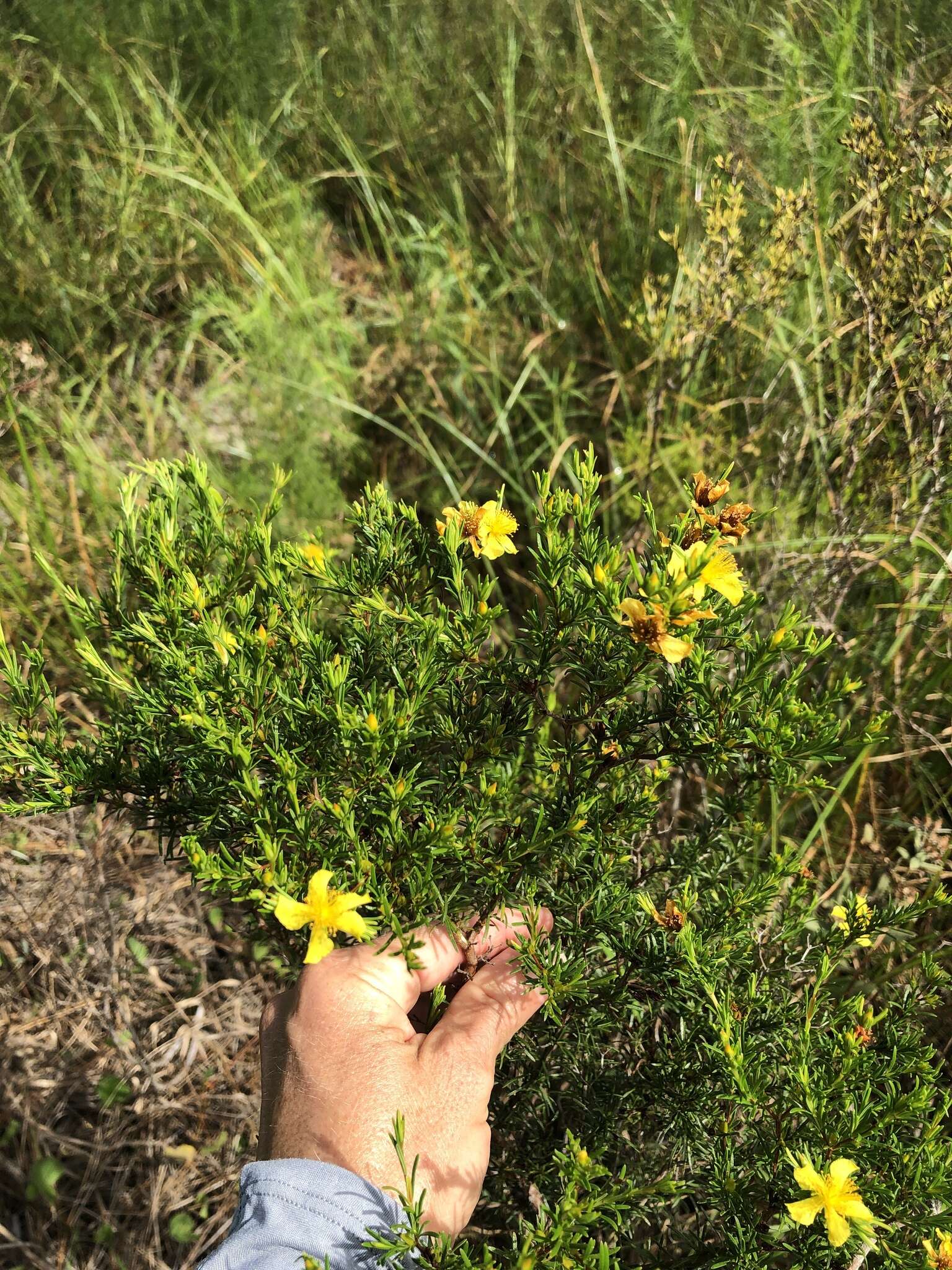 Image de Hypericum fasciculatum Lam.