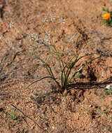 Imagem de Trachyandra bulbinifolia (Dinter) Oberm.