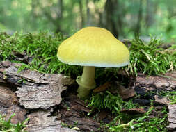 Image of Pluteus mammillatus (Longyear) Minnis, Sundb. & Methven 2006