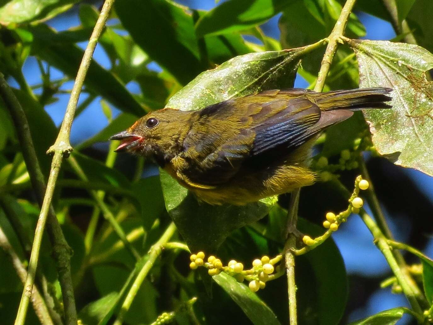 Image of Tawny-capped Euphonia