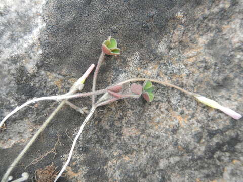 Image of Oxalis eckloniana C. Presl