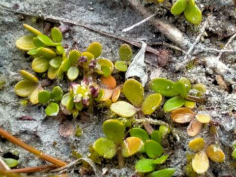 Image of Azorella nitens Petrie