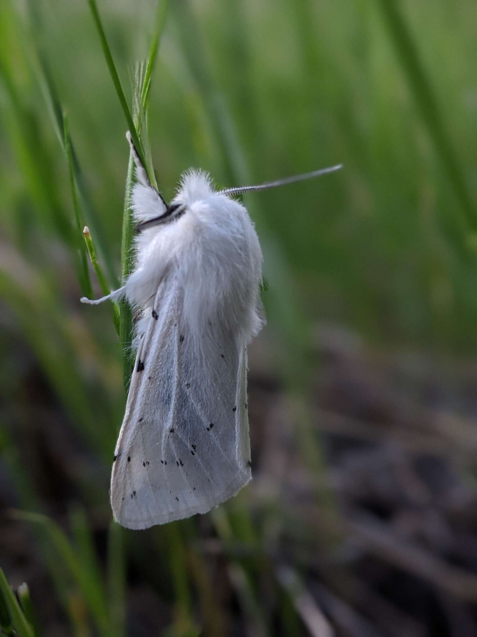 Image of Vestal Tiger Moth